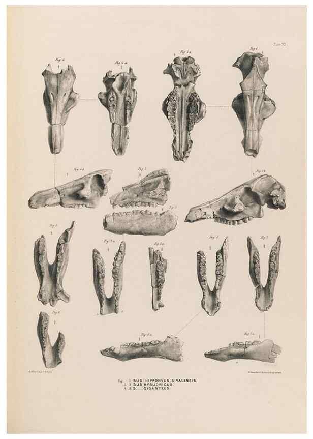 Reproducción/Reproduction 49227310018: Fauna antiqua sivalensis, being the fossil zoology of the Sewalik Hills, in the north of India. London :Smith, Elder and Co.,1846.. 