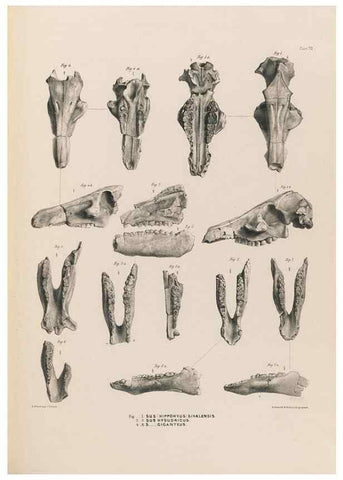 Reproducción/Reproduction 49227310018: Fauna antiqua sivalensis, being the fossil zoology of the Sewalik Hills, in the north of India. London :Smith, Elder and Co.,1846.. 
