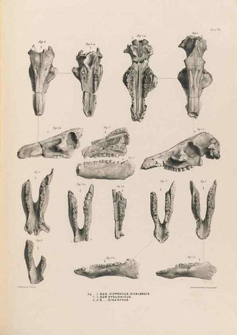 Reproducción/Reproduction 49227310018: Fauna antiqua sivalensis, being the fossil zoology of the Sewalik Hills, in the north of India. London :Smith, Elder and Co.,1846.. 