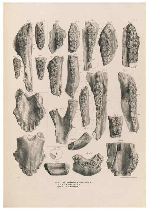 Reproducción/Reproduction 49228008277: Fauna antiqua sivalensis, being the fossil zoology of the Sewalik Hills, in the north of India. London :Smith, Elder and Co.,1846.. 