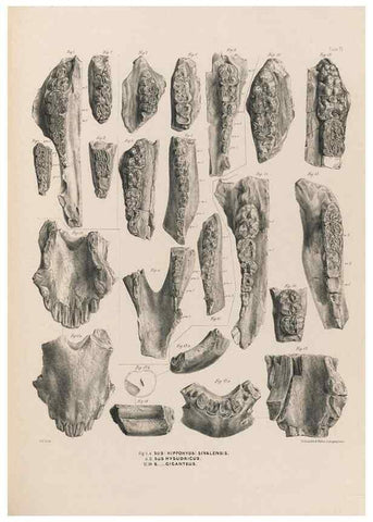 Reproducción/Reproduction 49228008277: Fauna antiqua sivalensis, being the fossil zoology of the Sewalik Hills, in the north of India. London :Smith, Elder and Co.,1846.. 