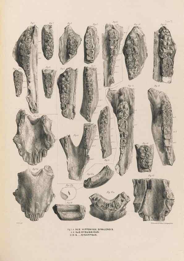 Reproducción/Reproduction 49228008277: Fauna antiqua sivalensis, being the fossil zoology of the Sewalik Hills, in the north of India. London :Smith, Elder and Co.,1846.. 