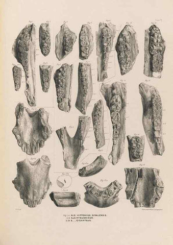 Reproducción/Reproduction 49228008277: Fauna antiqua sivalensis, being the fossil zoology of the Sewalik Hills, in the north of India. London :Smith, Elder and Co.,1846.. 