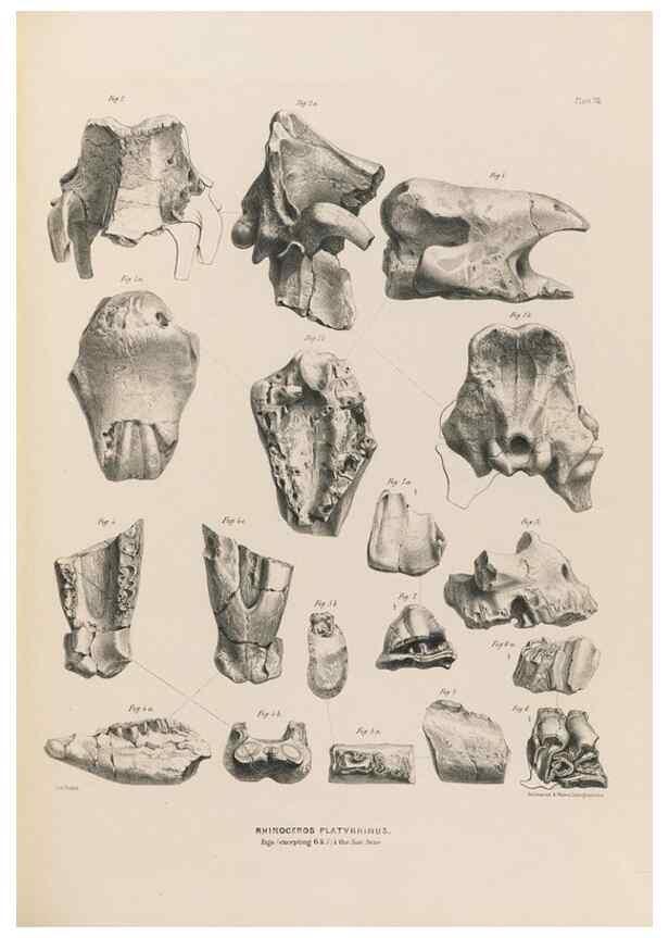 Reproducción/Reproduction 49228008592: Fauna antiqua sivalensis, being the fossil zoology of the Sewalik Hills, in the north of India. London :Smith, Elder and Co.,1846.. 