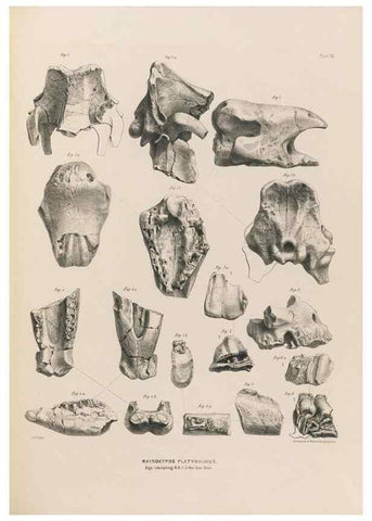Reproducción/Reproduction 49228008592: Fauna antiqua sivalensis, being the fossil zoology of the Sewalik Hills, in the north of India. London :Smith, Elder and Co.,1846.. 