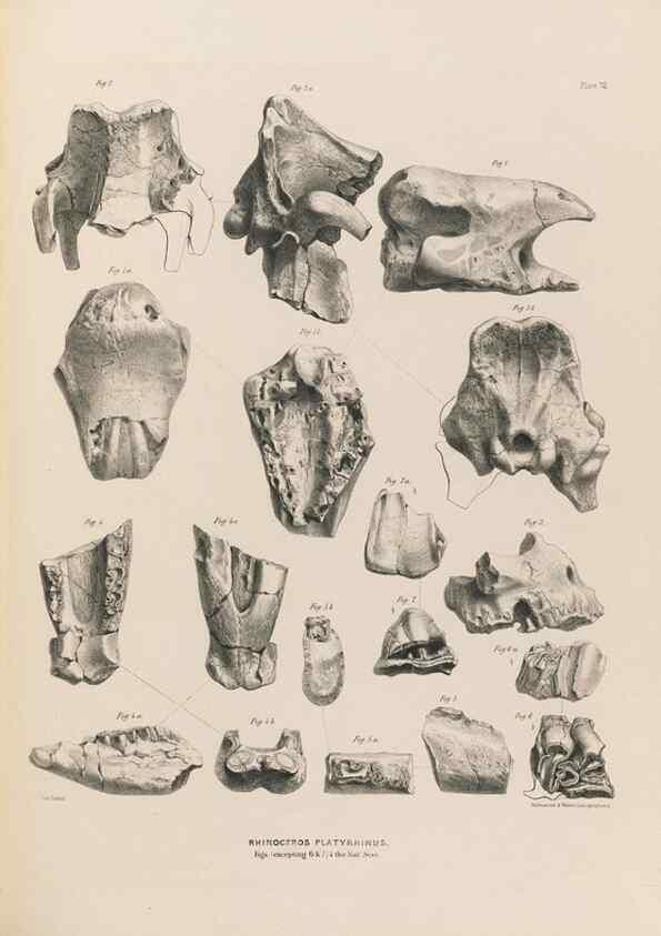 Reproducción/Reproduction 49228008592: Fauna antiqua sivalensis, being the fossil zoology of the Sewalik Hills, in the north of India. London :Smith, Elder and Co.,1846.. 