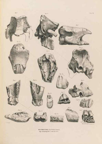 Reproducción/Reproduction 49228008592: Fauna antiqua sivalensis, being the fossil zoology of the Sewalik Hills, in the north of India. London :Smith, Elder and Co.,1846.. 