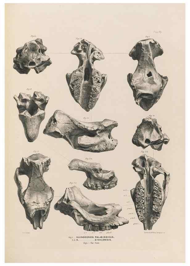 Reproducción/Reproduction 49227311008: Fauna antiqua sivalensis, being the fossil zoology of the Sewalik Hills, in the north of India. London :Smith, Elder and Co.,1846.. 