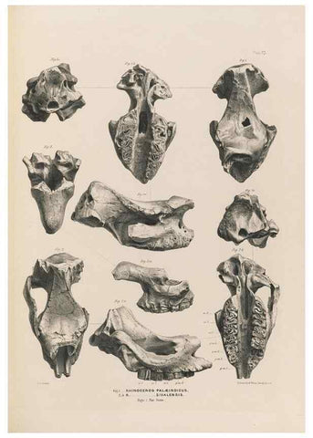 Reproducción/Reproduction 49227311008: Fauna antiqua sivalensis, being the fossil zoology of the Sewalik Hills, in the north of India. London :Smith, Elder and Co.,1846.. 