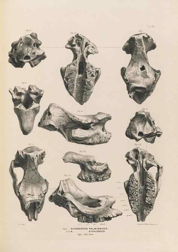 Reproducción/Reproduction 49227311008: Fauna antiqua sivalensis, being the fossil zoology of the Sewalik Hills, in the north of India. London :Smith, Elder and Co.,1846.. 