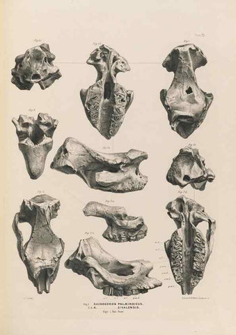 Reproducción/Reproduction 49227311008: Fauna antiqua sivalensis, being the fossil zoology of the Sewalik Hills, in the north of India. London :Smith, Elder and Co.,1846.. 