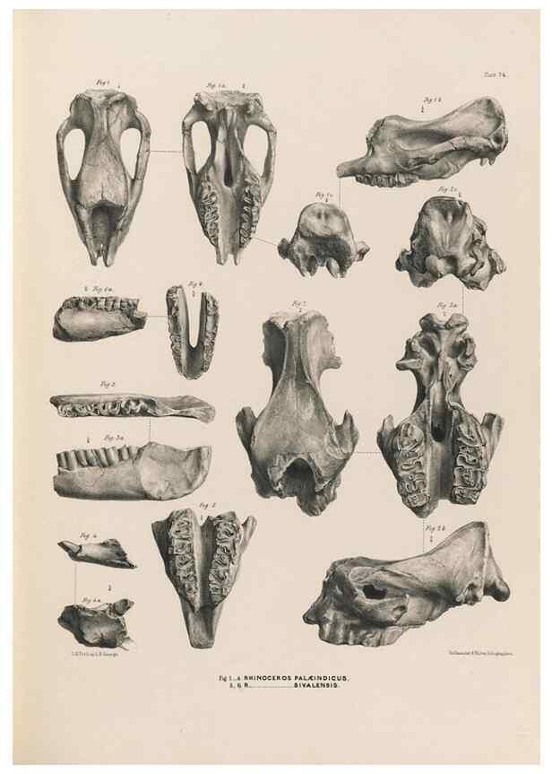 Reproducción/Reproduction 49227782491: Fauna antiqua sivalensis, being the fossil zoology of the Sewalik Hills, in the north of India. London :Smith, Elder and Co.,1846.. 