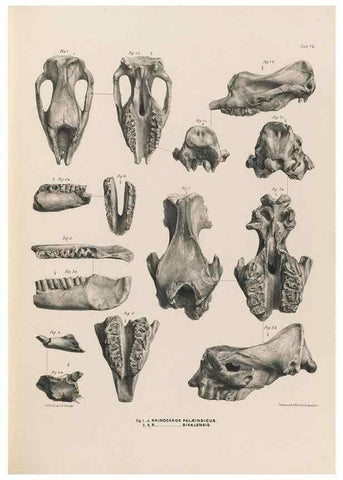 Reproducción/Reproduction 49227782491: Fauna antiqua sivalensis, being the fossil zoology of the Sewalik Hills, in the north of India. London :Smith, Elder and Co.,1846.. 