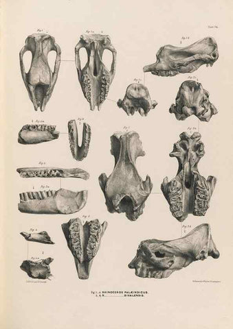 Reproducción/Reproduction 49227782491: Fauna antiqua sivalensis, being the fossil zoology of the Sewalik Hills, in the north of India. London :Smith, Elder and Co.,1846.. 