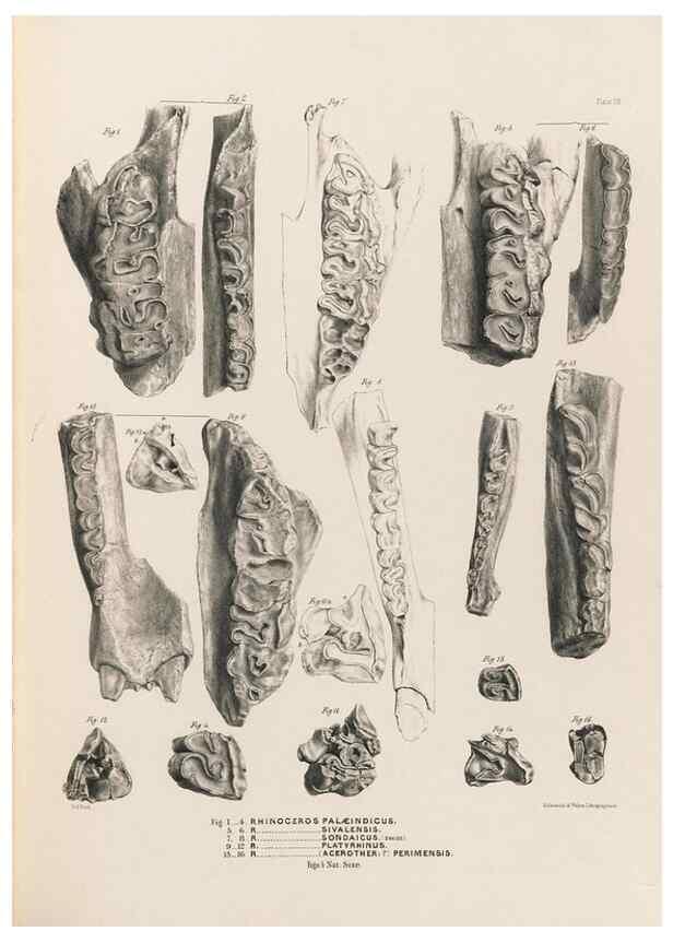 Reproducción/Reproduction 49228009997: Fauna antiqua sivalensis, being the fossil zoology of the Sewalik Hills, in the north of India. London :Smith, Elder and Co.,1846.. 