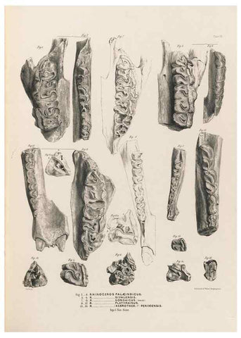 Reproducción/Reproduction 49228009997: Fauna antiqua sivalensis, being the fossil zoology of the Sewalik Hills, in the north of India. London :Smith, Elder and Co.,1846.. 
