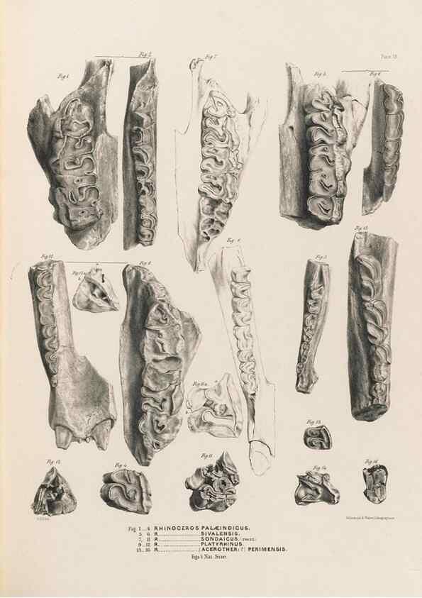 Reproducción/Reproduction 49228009997: Fauna antiqua sivalensis, being the fossil zoology of the Sewalik Hills, in the north of India. London :Smith, Elder and Co.,1846.. 