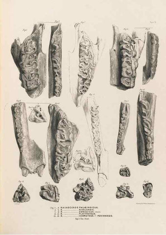 Reproducción/Reproduction 49228009997: Fauna antiqua sivalensis, being the fossil zoology of the Sewalik Hills, in the north of India. London :Smith, Elder and Co.,1846.. 