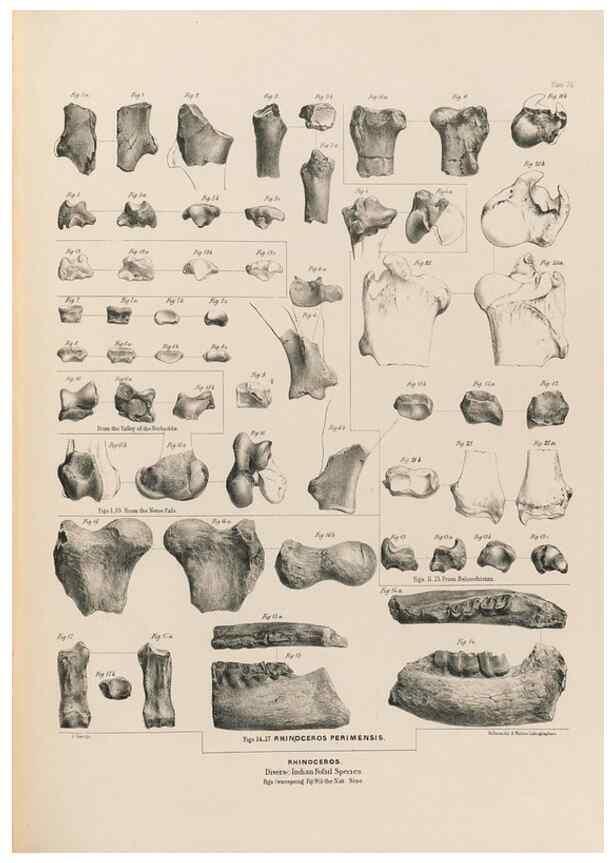 Reproducción/Reproduction 49227783251: Fauna antiqua sivalensis, being the fossil zoology of the Sewalik Hills, in the north of India. London :Smith, Elder and Co.,1846.. 