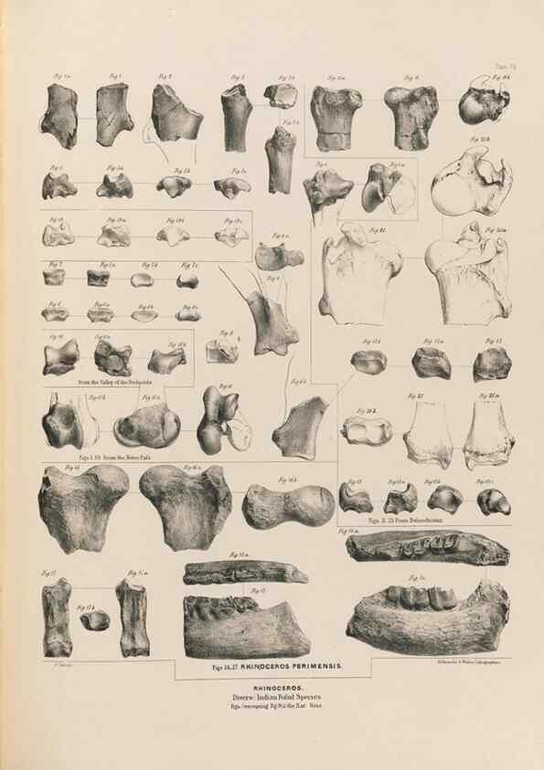 Reproducción/Reproduction 49227783251: Fauna antiqua sivalensis, being the fossil zoology of the Sewalik Hills, in the north of India. London :Smith, Elder and Co.,1846.. 