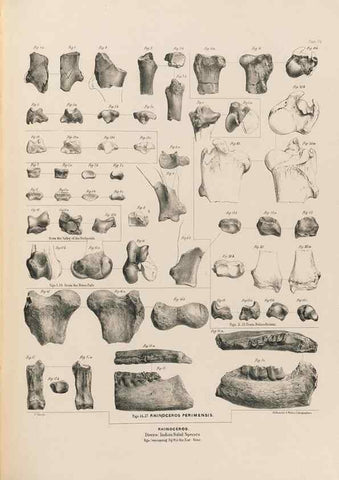 Reproducción/Reproduction 49227783251: Fauna antiqua sivalensis, being the fossil zoology of the Sewalik Hills, in the north of India. London :Smith, Elder and Co.,1846.. 