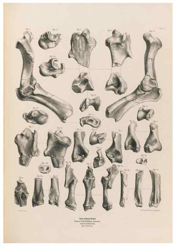 Reproducción/Reproduction 49227312703: Fauna antiqua sivalensis, being the fossil zoology of the Sewalik Hills, in the north of India. London :Smith, Elder and Co.,1846.. 