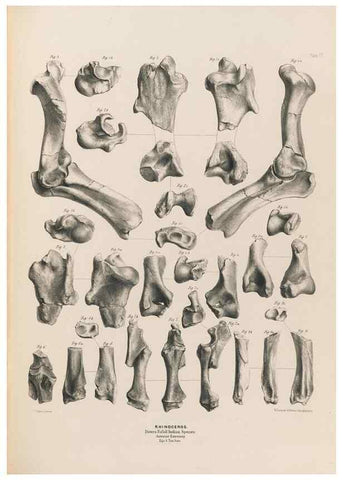 Reproducción/Reproduction 49227312703: Fauna antiqua sivalensis, being the fossil zoology of the Sewalik Hills, in the north of India. London :Smith, Elder and Co.,1846.. 