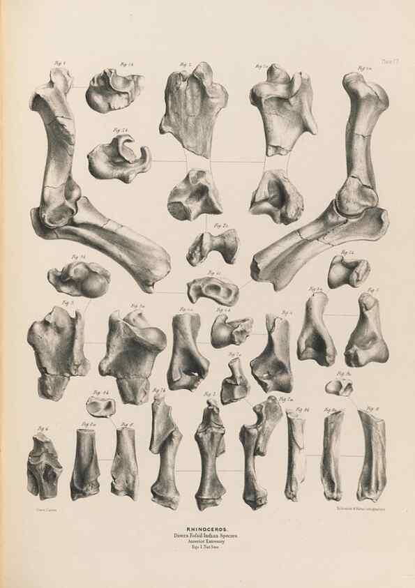 Reproducción/Reproduction 49227312703: Fauna antiqua sivalensis, being the fossil zoology of the Sewalik Hills, in the north of India. London :Smith, Elder and Co.,1846.. 