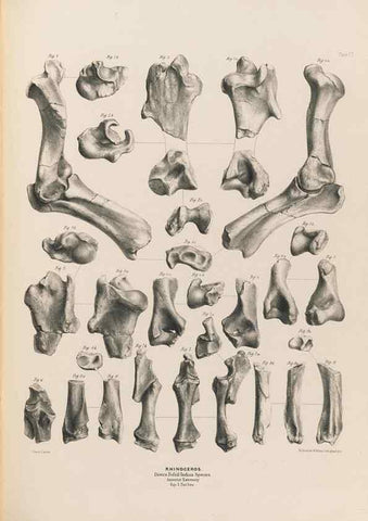Reproducción/Reproduction 49227312703: Fauna antiqua sivalensis, being the fossil zoology of the Sewalik Hills, in the north of India. London :Smith, Elder and Co.,1846.. 