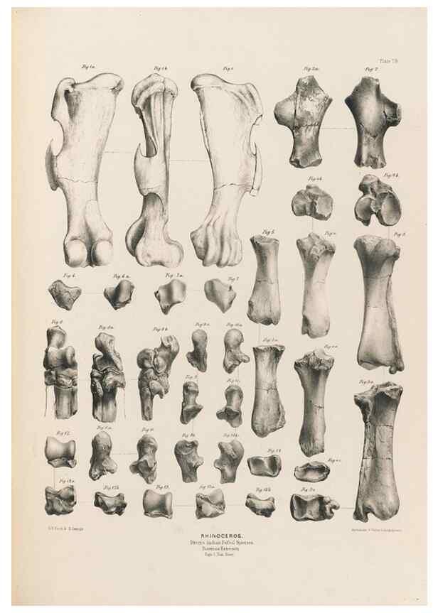 Reproducción/Reproduction 49228011107: Fauna antiqua sivalensis, being the fossil zoology of the Sewalik Hills, in the north of India. London :Smith, Elder and Co.,1846.. 