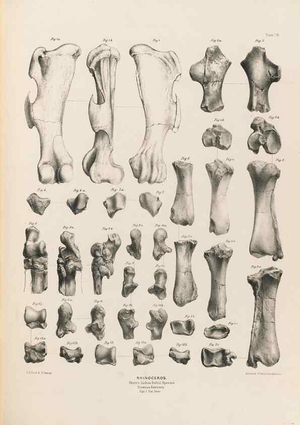 Reproducción/Reproduction 49228011107: Fauna antiqua sivalensis, being the fossil zoology of the Sewalik Hills, in the north of India. London :Smith, Elder and Co.,1846.. 