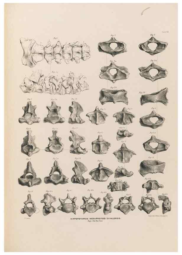 Reproducción/Reproduction 49227306803: Fauna antiqua sivalensis, being the fossil zoology of the Sewalik Hills, in the north of India. London :Smith, Elder and Co.,1846.. 
