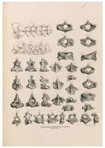 Reproducción/Reproduction 49227306803: Fauna antiqua sivalensis, being the fossil zoology of the Sewalik Hills, in the north of India. London :Smith, Elder and Co.,1846.. 