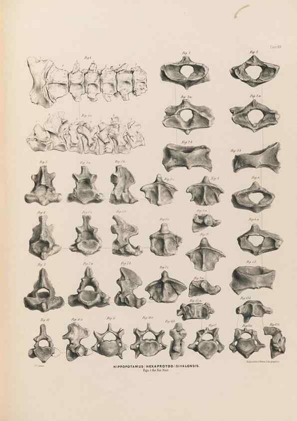 Reproducción/Reproduction 49227306803: Fauna antiqua sivalensis, being the fossil zoology of the Sewalik Hills, in the north of India. London :Smith, Elder and Co.,1846.. 
