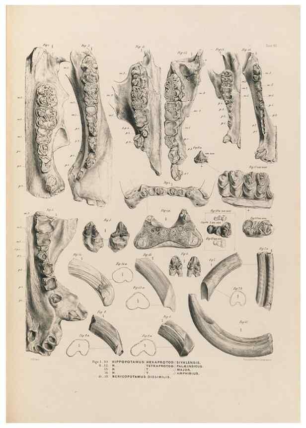 Reproducción/Reproduction 49227289698: Fauna antiqua sivalensis, being the fossil zoology of the Sewalik Hills, in the north of India. London :Smith, Elder and Co.,1846.. 