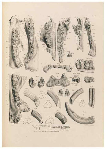 Reproducción/Reproduction 49227289698: Fauna antiqua sivalensis, being the fossil zoology of the Sewalik Hills, in the north of India. London :Smith, Elder and Co.,1846.. 