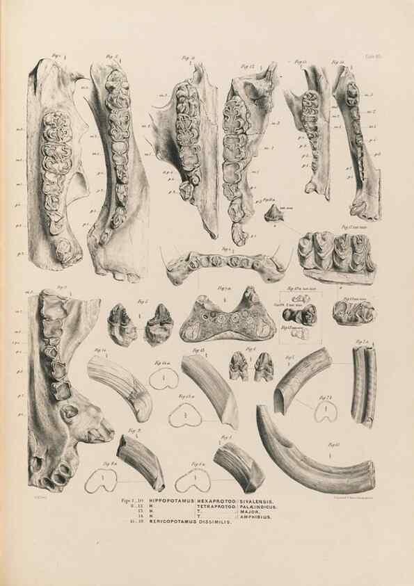 Reproducción/Reproduction 49227289698: Fauna antiqua sivalensis, being the fossil zoology of the Sewalik Hills, in the north of India. London :Smith, Elder and Co.,1846.. 