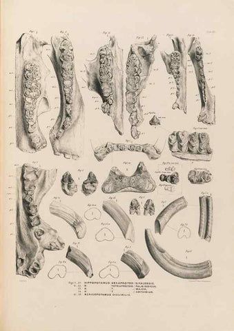 Reproducción/Reproduction 49227289698: Fauna antiqua sivalensis, being the fossil zoology of the Sewalik Hills, in the north of India. London :Smith, Elder and Co.,1846.. 