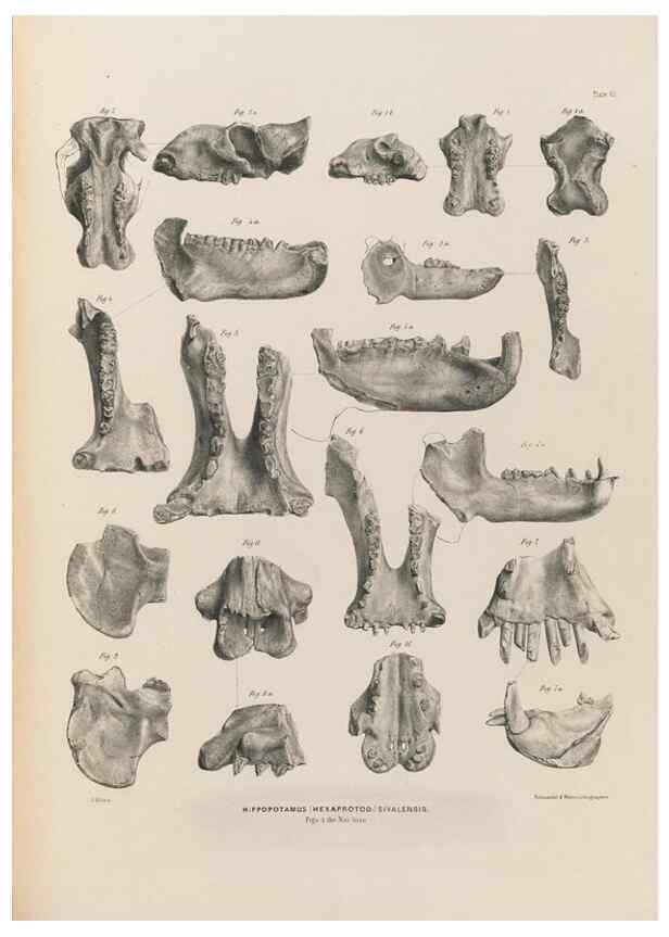 Reproducción/Reproduction 49227759901: Fauna antiqua sivalensis, being the fossil zoology of the Sewalik Hills, in the north of India. London :Smith, Elder and Co.,1846.. 