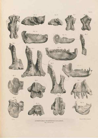 Reproducción/Reproduction 49227759901: Fauna antiqua sivalensis, being the fossil zoology of the Sewalik Hills, in the north of India. London :Smith, Elder and Co.,1846.. 