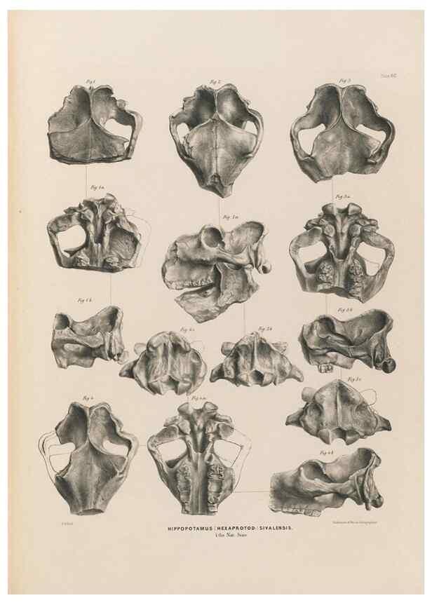 Reproducción/Reproduction 49227288828: Fauna antiqua sivalensis, being the fossil zoology of the Sewalik Hills, in the north of India. London :Smith, Elder and Co.,1846.. 