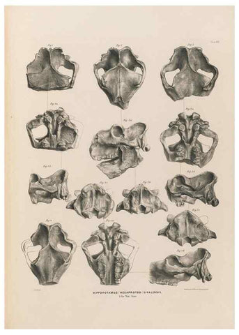 Reproducción/Reproduction 49227288828: Fauna antiqua sivalensis, being the fossil zoology of the Sewalik Hills, in the north of India. London :Smith, Elder and Co.,1846.. 