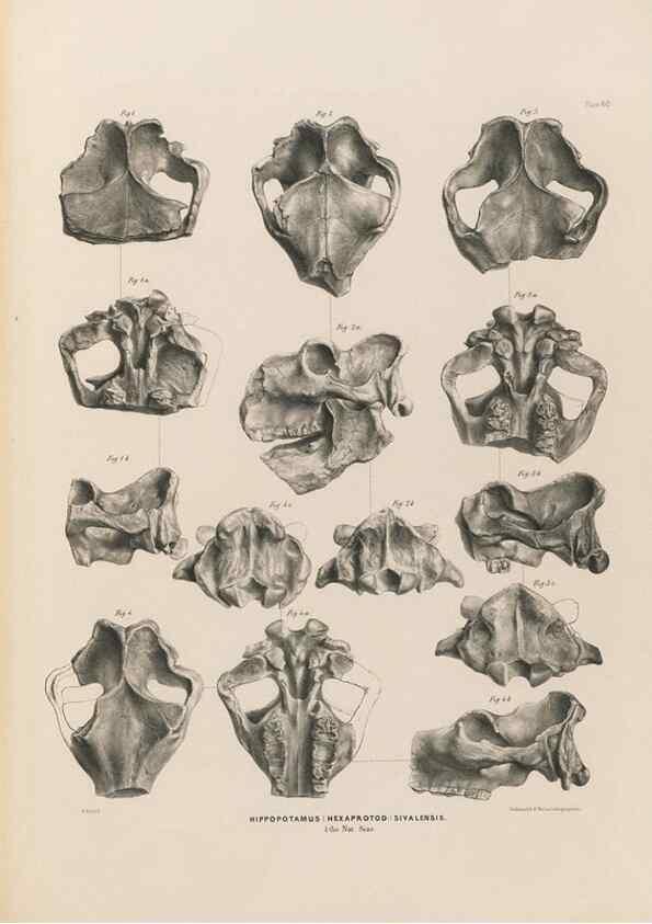 Reproducción/Reproduction 49227288828: Fauna antiqua sivalensis, being the fossil zoology of the Sewalik Hills, in the north of India. London :Smith, Elder and Co.,1846.. 