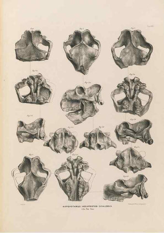 Reproducción/Reproduction 49227288828: Fauna antiqua sivalensis, being the fossil zoology of the Sewalik Hills, in the north of India. London :Smith, Elder and Co.,1846.. 