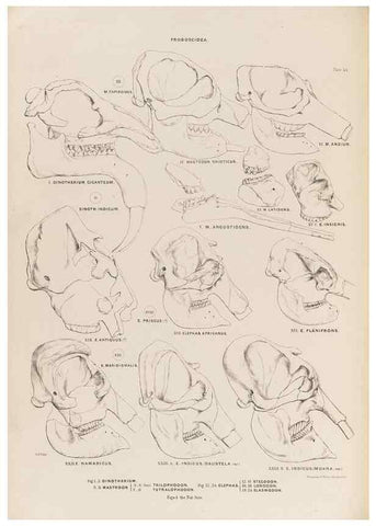 Reproducción/Reproduction 49227752256: Fauna antiqua sivalensis, being the fossil zoology of the Sewalik Hills, in the north of India. London :Smith, Elder and Co.,1846.. 