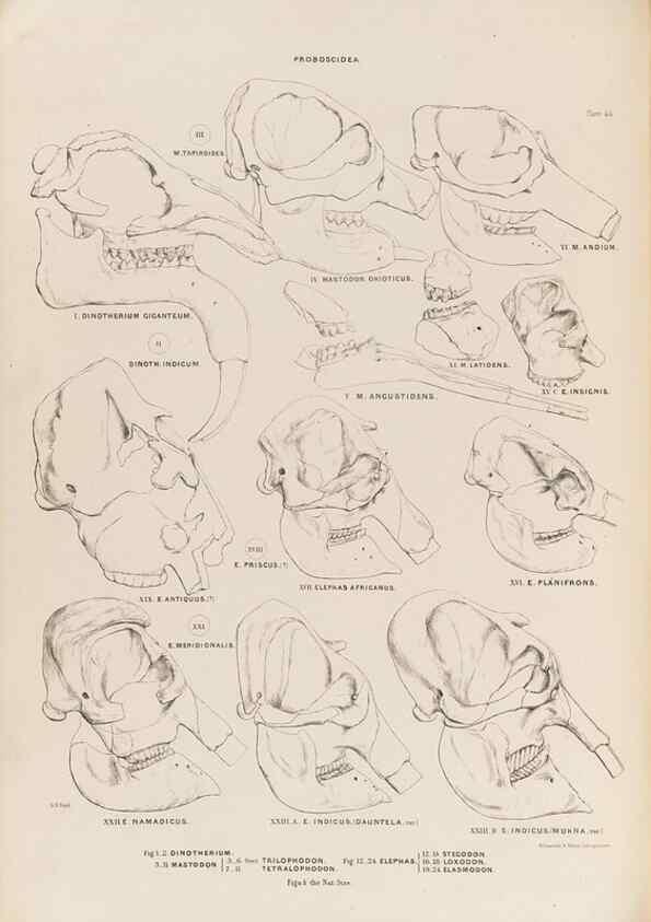 Reproducción/Reproduction 49227752256: Fauna antiqua sivalensis, being the fossil zoology of the Sewalik Hills, in the north of India. London :Smith, Elder and Co.,1846.. 