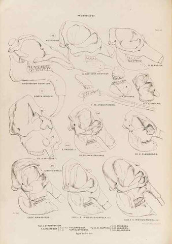 Reproducción/Reproduction 49227752256: Fauna antiqua sivalensis, being the fossil zoology of the Sewalik Hills, in the north of India. London :Smith, Elder and Co.,1846.. 