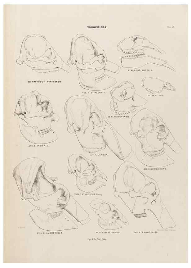 Reproducción/Reproduction 49227282303: Fauna antiqua sivalensis, being the fossil zoology of the Sewalik Hills, in the north of India. London :Smith, Elder and Co.,1846.. 