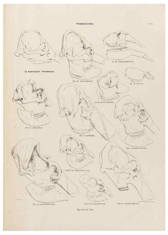 Reproducción/Reproduction 49227282303: Fauna antiqua sivalensis, being the fossil zoology of the Sewalik Hills, in the north of India. London :Smith, Elder and Co.,1846.. 