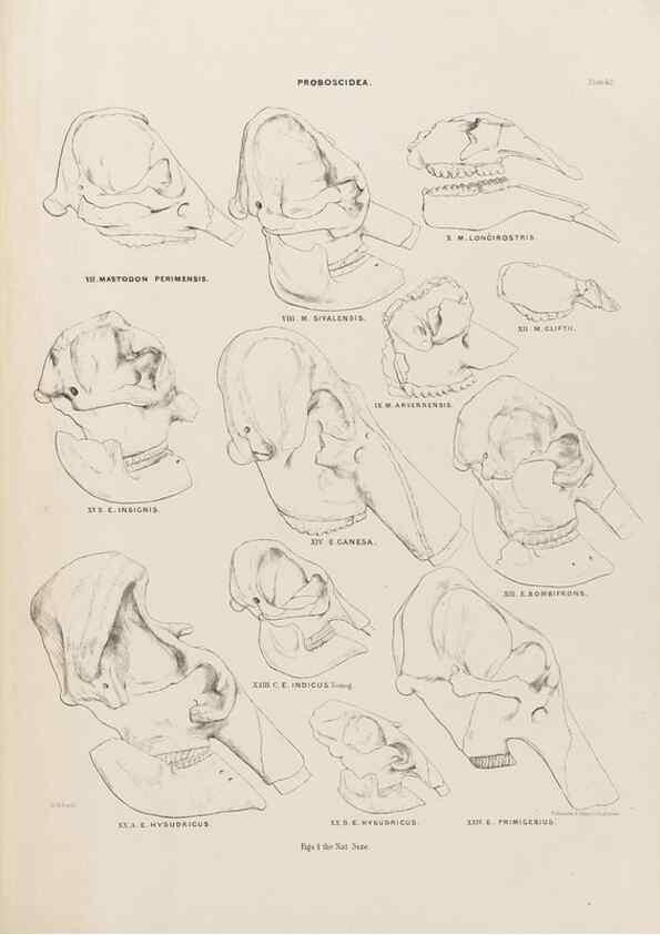 Reproducción/Reproduction 49227282303: Fauna antiqua sivalensis, being the fossil zoology of the Sewalik Hills, in the north of India. London :Smith, Elder and Co.,1846.. 